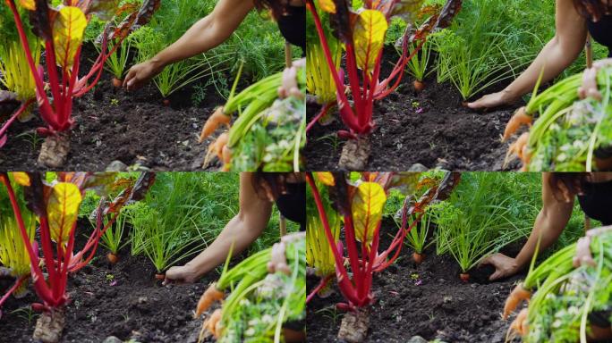 后院花园里，一个快乐的女人拿着一捆刚收获的胡萝卜。有机食品农业
