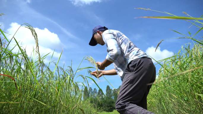 一名亚洲男子使用智能手机控制稻田的质量。