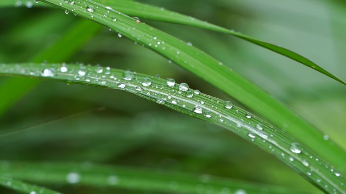 雨后水珠 露珠