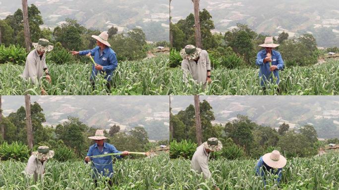 亚洲华人老人父子采摘韭菜有机农场生长收获