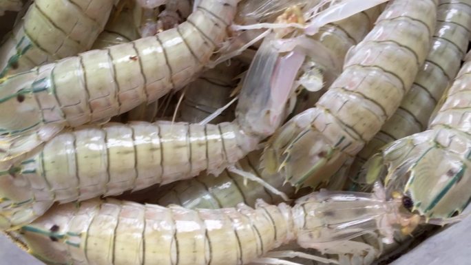 鲜螳螂虾水产皮皮虾龙虾