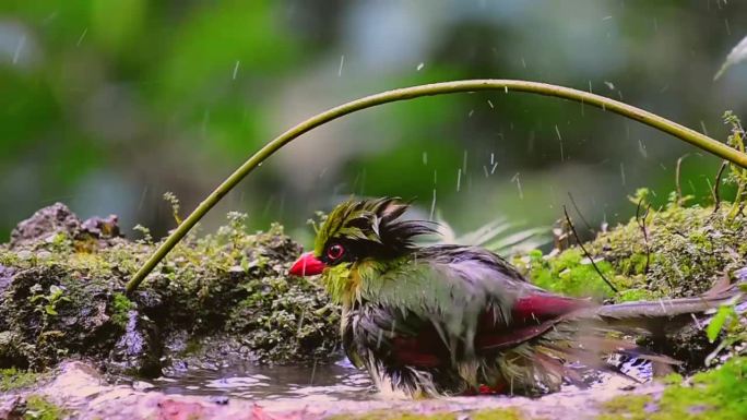 漂亮的印支绿鹊在沐浴