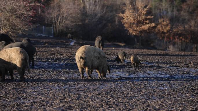 满身泥泞的曼加拉猪在潮湿的农场上吃草
