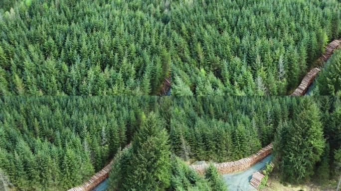森林中新砍伐原木的无人机视图