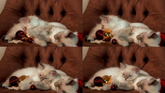 两只漂亮的小猫在沙发上玩耍。