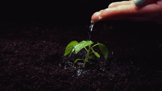 养育和关怀破土而生悉心呵护茁壮成长