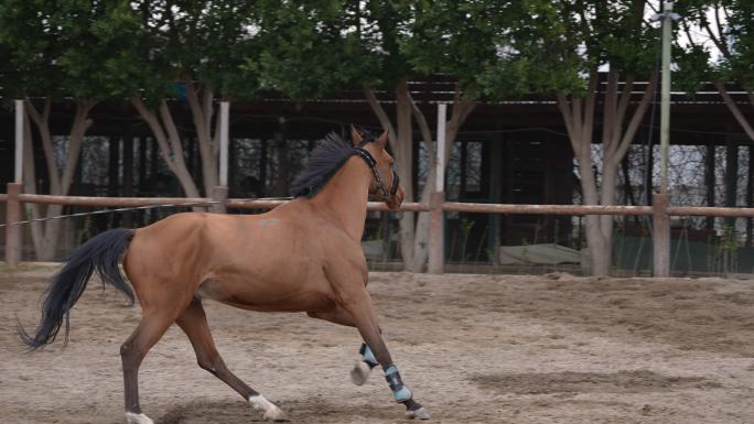 慢动作成熟训练师在农场训练她的马