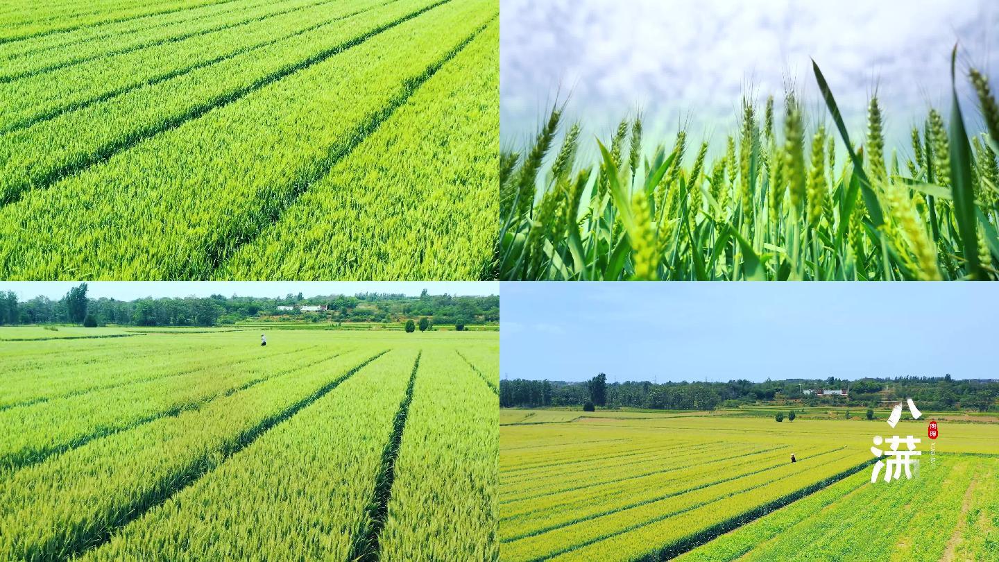 小满无遮幅 小麦 青麦 麦子 二十四节气