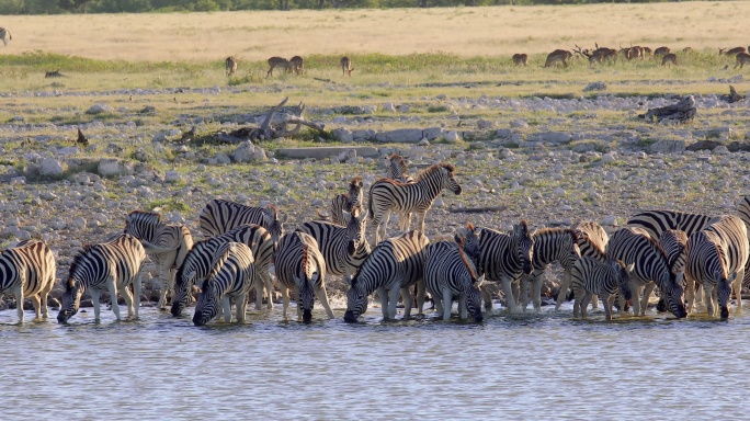 一群野生动物在纳米比亚埃托沙国家公园的水洞饮水