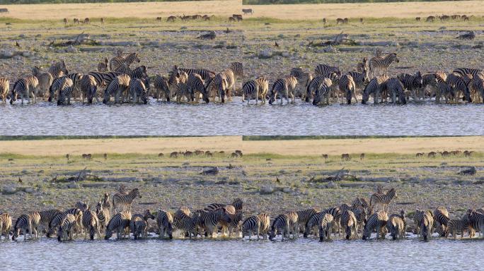 一群野生动物在纳米比亚埃托沙国家公园的水洞饮水