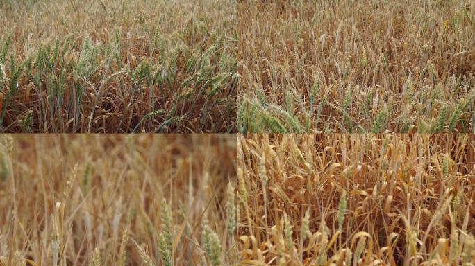 小麦受灾天气干旱