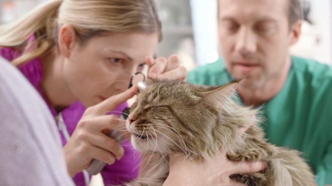 女兽医检查一只恼怒猫的耳朵