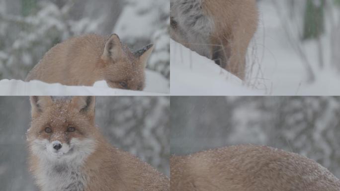 冬天的狐狸狐狸