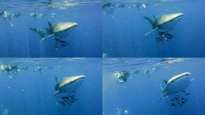 濒危物种中上层鲸鲨（Rhincodon类型）和眼镜蛇（Rachycentroncanadum）与人类