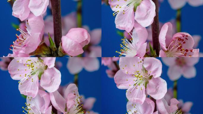 桃花在蓝色背景下绽放，采用水平格式延时4k视频。春天桃花盛开的视频。