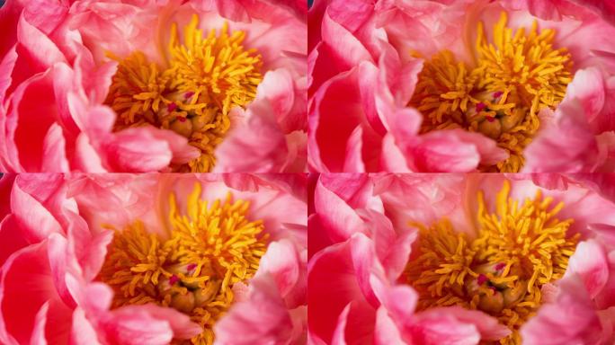 盛开的粉红色牡丹花