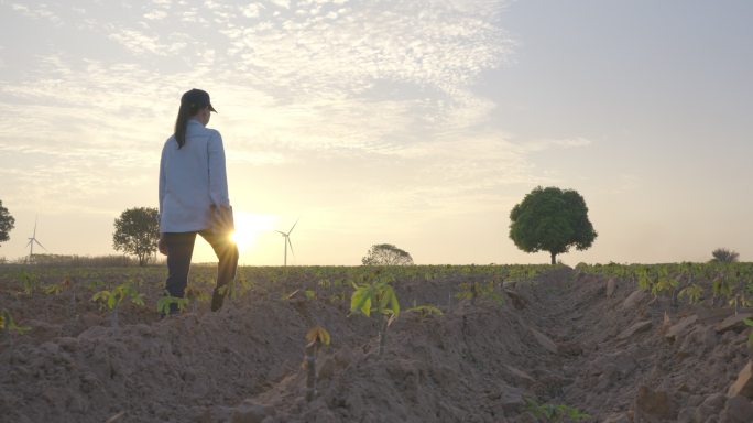 后视图，在夕阳的剪影中，年轻的女农民手持平板电脑，行走在田野里，审视着乡村的景色。技术和人员/智能农