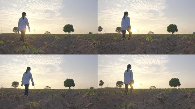 后视图，在夕阳的剪影中，年轻的女农民手持平板电脑，行走在田野里，审视着乡村的景色。技术和人员/智能农