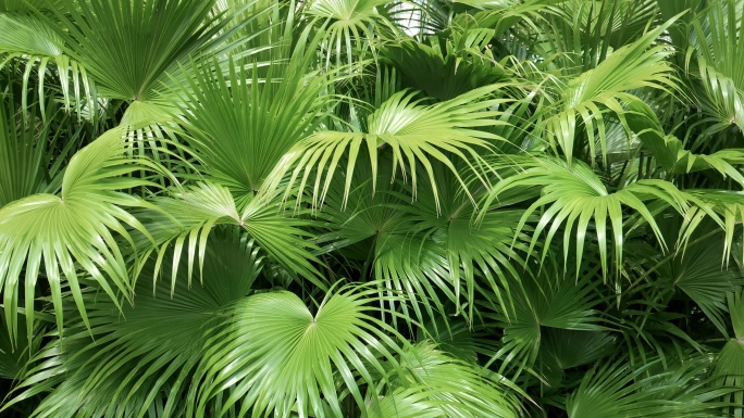 棕榈树叶绿化造林大叶植物