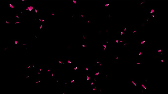 透明背景上飘落的玫瑰花瓣，可循环，4K Alpha通道，粉红色玫瑰花，只需在时间线上拖放即可-画面