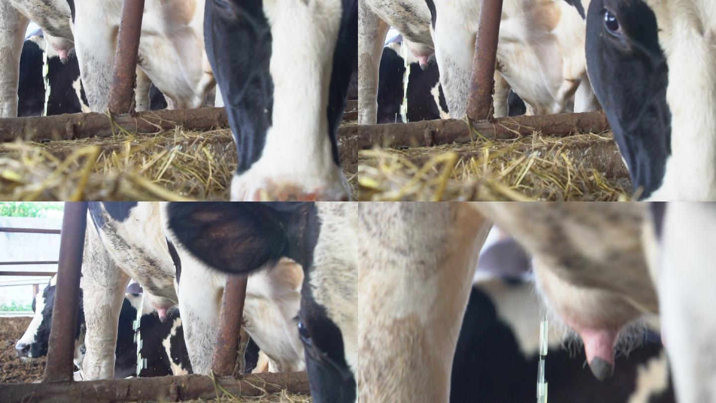 挤奶机和奶牛。养殖场