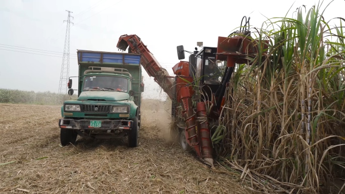机械化收割甘蔗