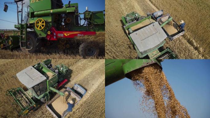 芒种收割机收割成熟小麦唯美镜头