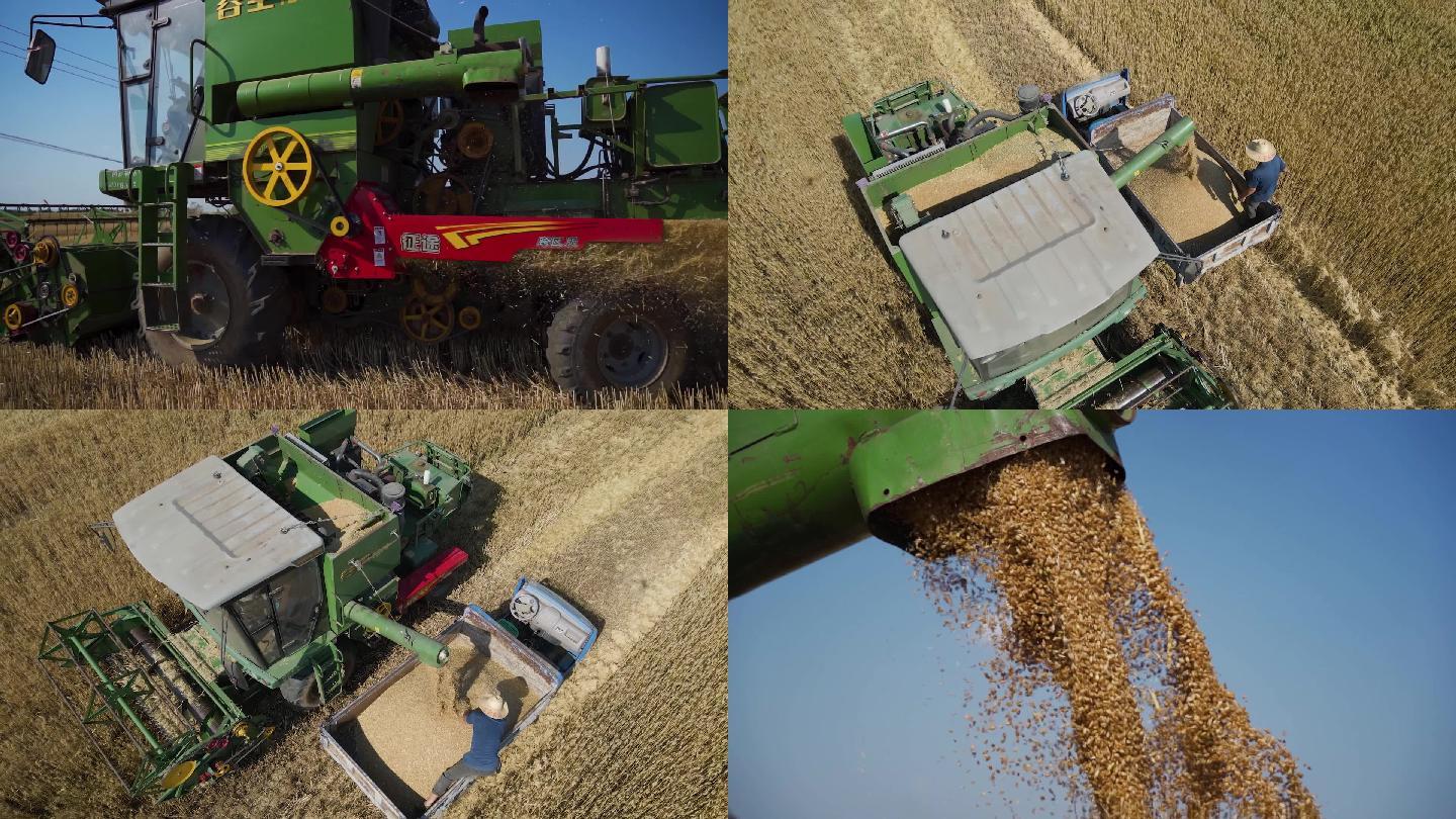 芒种收割机收割成熟小麦唯美镜头