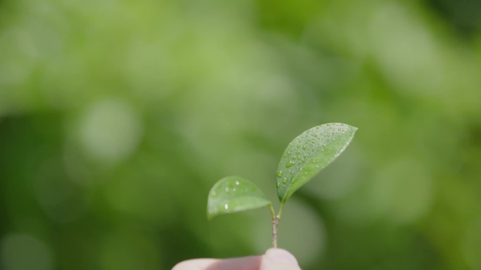 发芽小树苗手拿树叶阳光春天夏天蓬勃种子