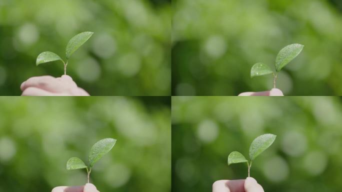 发芽小树苗手拿树叶阳光春天夏天蓬勃种子