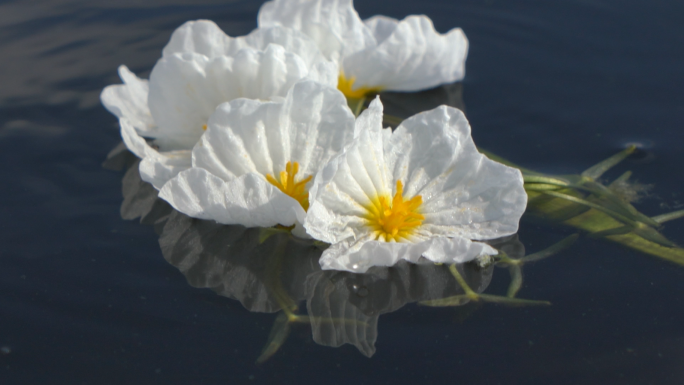 海菜花【成组素材】