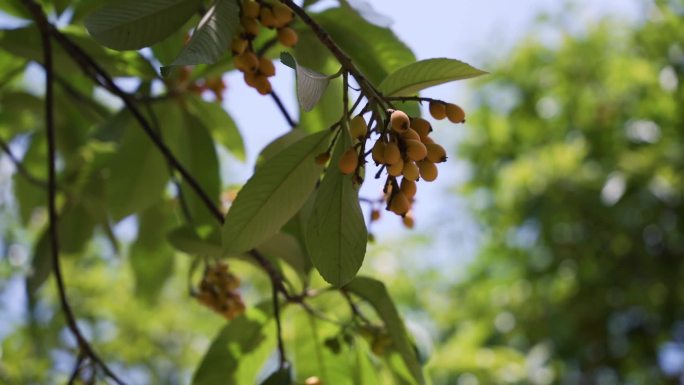 慢动作枇杷树野生枇杷农庄种植园枇杷