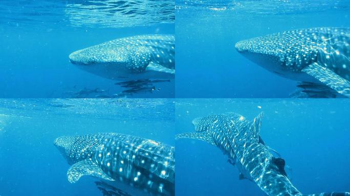 鲸鲨（Rhincodon类型）和眼镜蛇（Rachycentroncanadum）一起游泳。地点位于泰