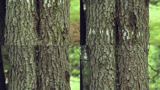 森林松树树干的特写镜头。