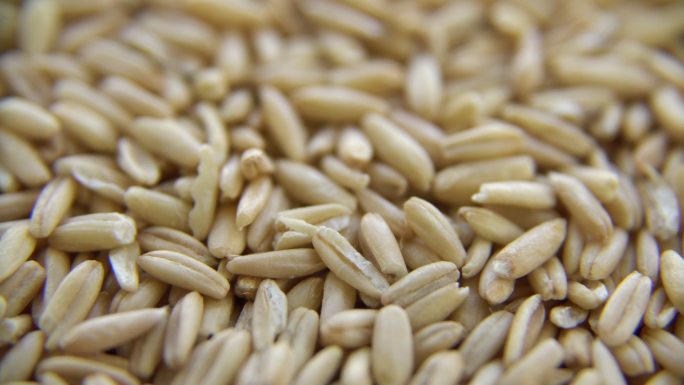 小麦籽粒小麦主图视频