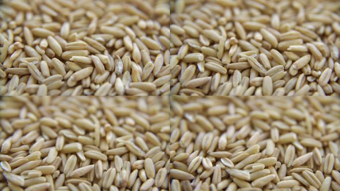 小麦籽粒小麦主图视频