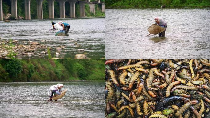 苗族妇女捕捞水蜈蚣
