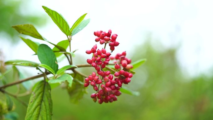 雨中红色果实