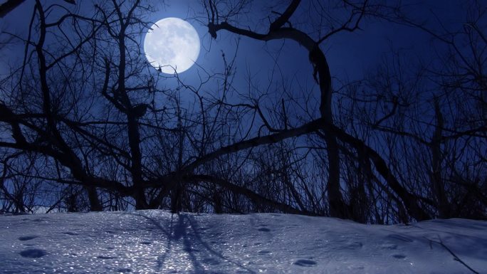 冬夜冬天雪地夜景黑夜月光下的雪地圆月清冷