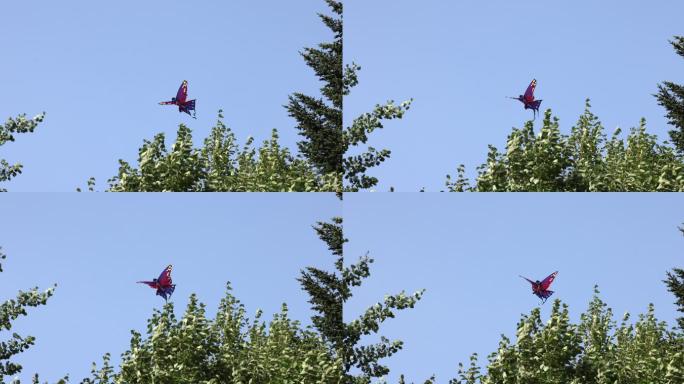 蝴蝶形风筝在夏天的蓝天上飞翔