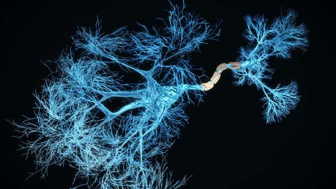 神经元系统全息图分叉