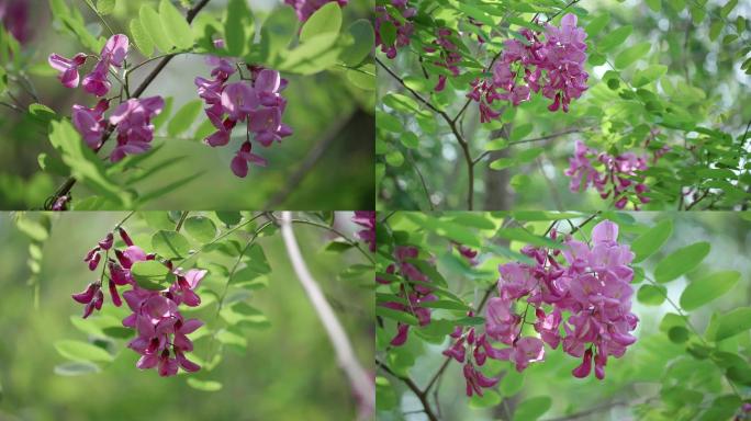 紫槐花开了4K视频素材