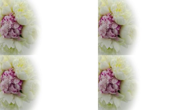 优雅的花朵背景和复制空间。一束盛开的白色和紫色牡丹花。