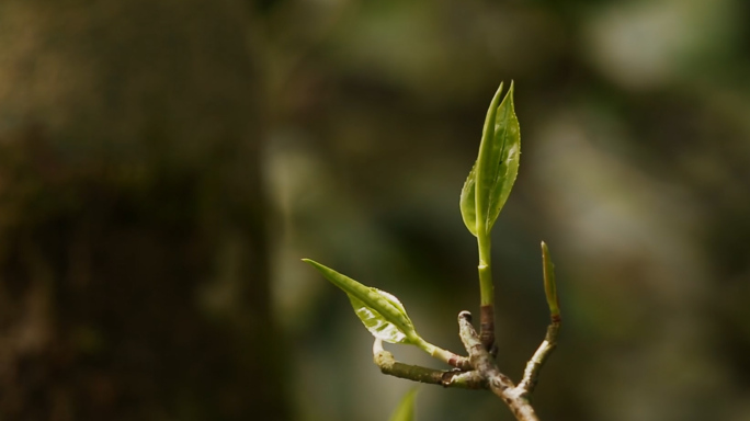 古树茶鲜叶