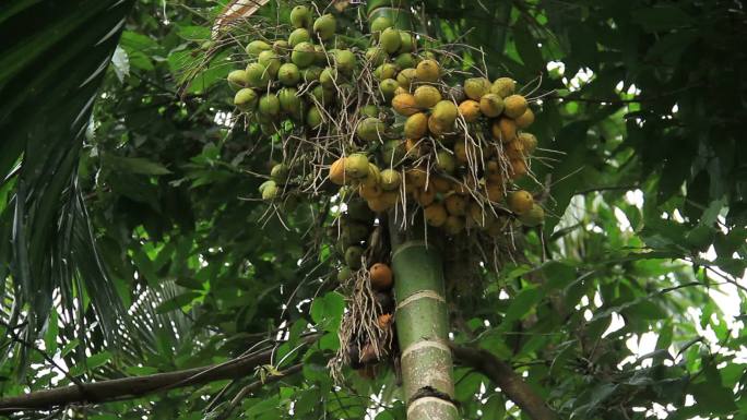 槟榔树海南特产南方水果树上的椰果