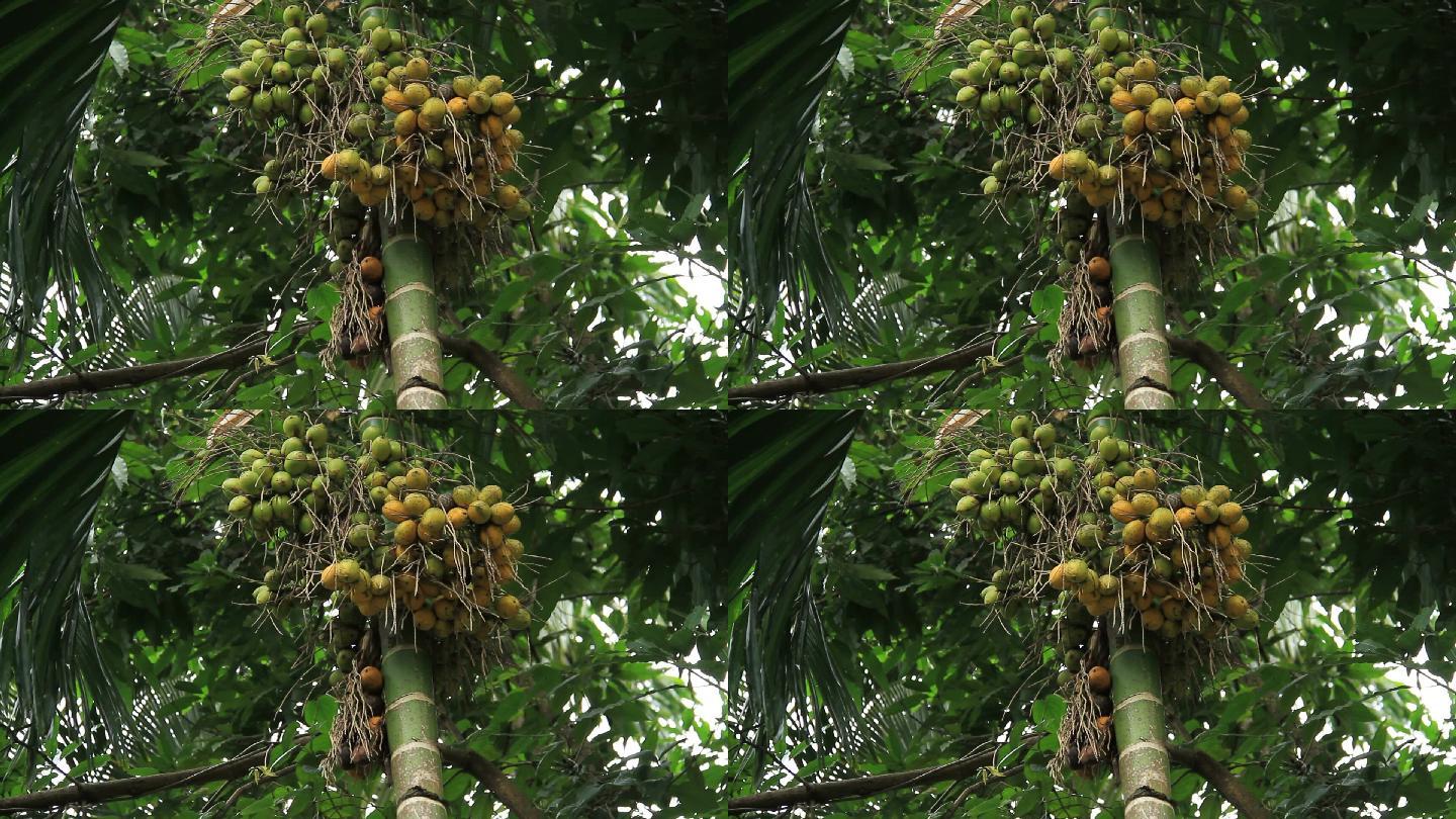 槟榔树海南特产南方水果树上的椰果