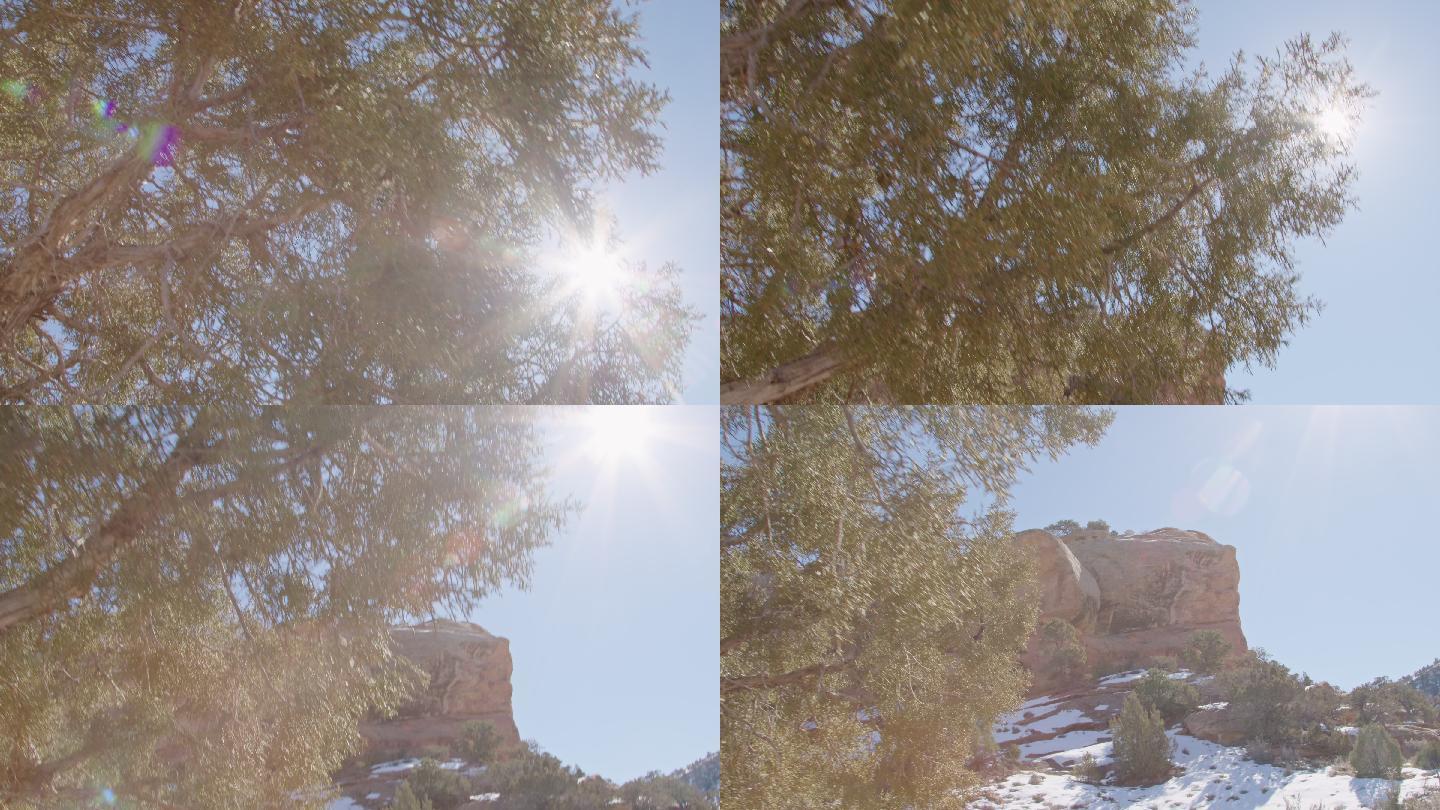 科罗拉多州一个阳光明媚的日子里，太阳穿过一棵松柏树，露出一块高高的砂岩山岩