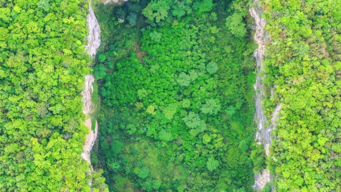 地面下沉，在原始森林中形成了一个巨大的落水洞