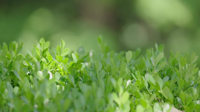 发芽小树苗手拿树叶阳光春天夏天蓬勃种子