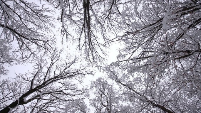 被雪覆盖的树木区域